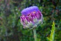 Globe Artichoke flower Cynara Scolymus Horizontal Royalty Free Stock Photo