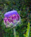 Globe Artichoke flower Cynara Scolymus with Leaves Vertical Royalty Free Stock Photo