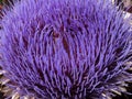 Globe Artichoke flower (Cynara Scolymus) Royalty Free Stock Photo