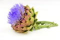 Globe Artichoke Flower Royalty Free Stock Photo