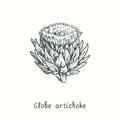 Globe artichoke flower. Ink black and white doodle drawing