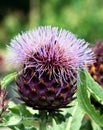 Globe artichoke during flowering Royalty Free Stock Photo