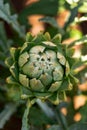 Globe artichoke Green Globe Cynara cardunculus, ripening organically in the Vegetable Garden