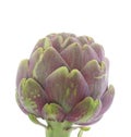 Globe Artichoke Heart