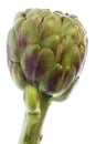 Globe Artichoke Isolated