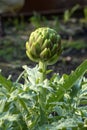 Globe artichoke plant (cynara cardunculus var. scolymus) in garden Royalty Free Stock Photo