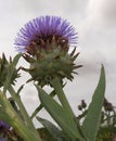 Globe Artichoke plant Royalty Free Stock Photo