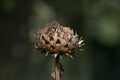 Globe Artichoke