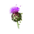 Globe artichoke variety of thistle cultivated as food digital art illustration isolated on white. Organic healthy food