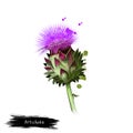 Globe artichoke variety of thistle cultivated as food digital art illustration isolated on white. Organic healthy food. Green