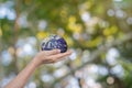 Globe, earth in human hands over green nature background Royalty Free Stock Photo