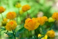 Globe-flower flower grows in the garden. Trollius europaeus