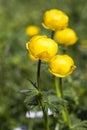 Globe-flower (Trollius europaeus) Royalty Free Stock Photo