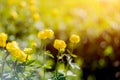 Globe-flower or Trollius europaeus in the field with sunshine . A round yellow and bright flowers in the morning sun beams. Royalty Free Stock Photo