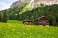 Globe flowers on a meadow with wooden cabins in the background Royalty Free Stock Photo