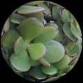 Crassula ovate is a globe full of jade plant, 1.