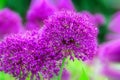Globe-like flower-heads vibrant purple flower Onion Allium, garden, nature, spring. . Royalty Free Stock Photo