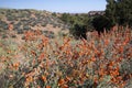 Globe Mallow, Malvaceae Royalty Free Stock Photo