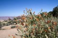 Globe Mallow, Malvaceae Royalty Free Stock Photo