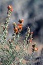 Stand of Globe Mallow wildflowers in spring Royalty Free Stock Photo