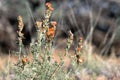 Stand of Globe Mallow wildflowers in spring Royalty Free Stock Photo