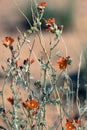 Stand of Globe Mallow wildflowers in spring Royalty Free Stock Photo