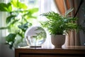 globe placed next to a houseplant in a bright room
