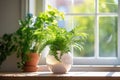 globe placed next to a houseplant in a bright room