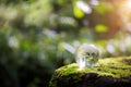 Globe planet glass In green forest with bokeh nature lights. world environment day. concept for environment conservation, protect Royalty Free Stock Photo