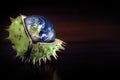 Globe protected in the shell of a chestnut, symbol of environmental protection