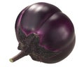 Globe ribbed  eggplant or aubergine Solanum melongena fruit, whole, isolated Royalty Free Stock Photo