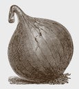 Globe-shaped onion with a brittle top, lying slightly tilted to the side