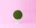 Globe sphere orb plant concept on pastel pink background. minima