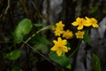 Globe Spring Flowers in the forest on a background of dark water Royalty Free Stock Photo