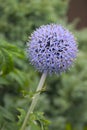 Globe Thistle