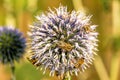Globe thistle with bees