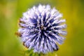 Globe thistle with bees