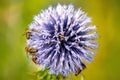 Globe thistle with bees