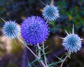 Globe thistle close -up view Royalty Free Stock Photo