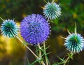 Globe thistle close -up view Royalty Free Stock Photo
