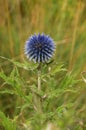 Globe thistle Royalty Free Stock Photo
