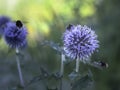 Globe thistle Blue Glow and bumblebees