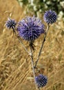 Globe thistle close -up view Royalty Free Stock Photo