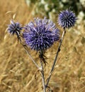 Globe thistle close -up view Royalty Free Stock Photo
