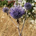 Globe thistle close -up view Royalty Free Stock Photo