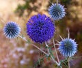 Globe thistle close -up view Royalty Free Stock Photo