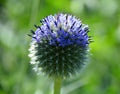 Globe thistle is a contemporary-looking flower with old-world qualities