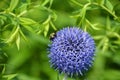 Globe thistle is a contemporary-looking flower with old-world qualities