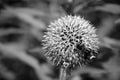 Globe thistle is a contemporary-looking flower with old-world qualities