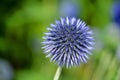 Globe thistle is a contemporary-looking flower with old-world qualities